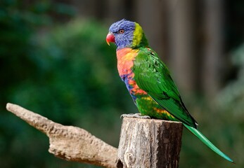 Rainbow lorikeet
