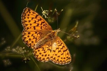 butterfly on a flower