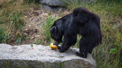 Sloth Bear in Search of Food