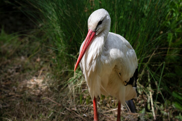 White Stork Close up Standing