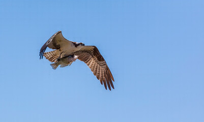Close up of an Osprey in flight with a large fish in its claws in Florida, USA
