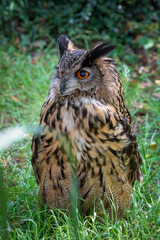 Eagle Owl Standing on Grass