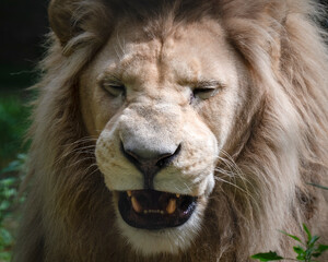 Obraz premium Close up Adult Male White Lion
