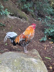 Gallo en piedra mirando 