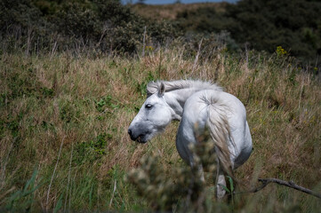 Fototapeta premium Beautiful Wild White Horse in a Field