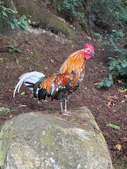 Gallo fino cantando sobre piedra
