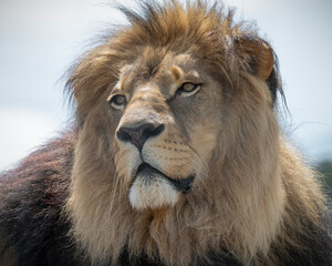 Close up Adult Male Lion