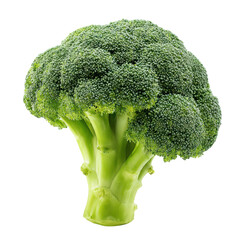 A single fresh head of green broccoli isolated on a black background showing its detailed florets and thick stem