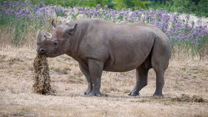 Fototapeta premium Black Rhinoceros in a Field Feeding
