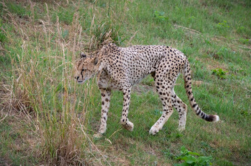 Adult Male Cheetah Walking on Grass
