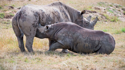 Fototapeta premium Black Rhinoceros Calf Feeding from its Mother