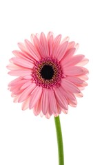 Single pink gerbera