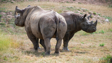 Obraz premium Mother Black Rhinoceros with Her Calf