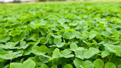 Fresh green leaves covered with sparkling water droplets create a vibrant natural texture, symbolizing purity, freshness, and delicate morning tranquility.
