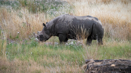 Fototapeta premium Black Rhinoceros Walking in Grass