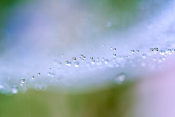 Delicate morning dew droplets suspended on a spider web with soft pastel colors and dreamy blurred background