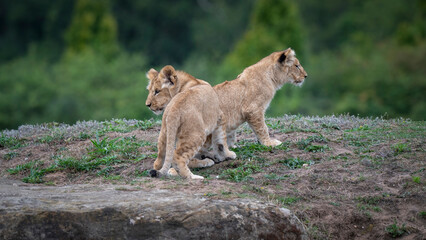 Two Lion Cubs Playing Together