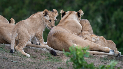 Lioness With Her Young Cubs