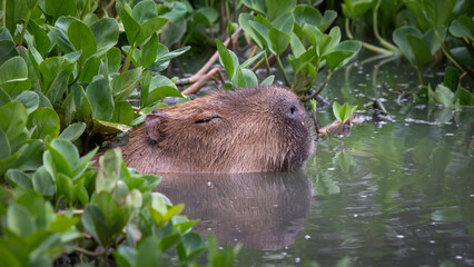 Capybara in Water Searching for Food