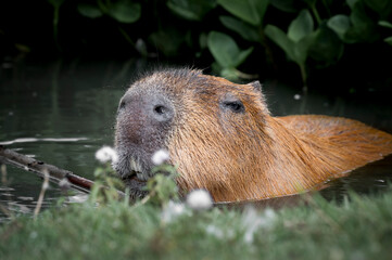Capybara in Water Searching for Food