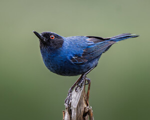 Masked Flowerpiercer (Diglossa cyanea) perched on a branch in the Andean cloud forest of Colombia