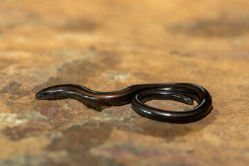 Mozambique Dwarf Burrowing Skink (Scelotes mossambicus) on a natural rock – Lizard adapted to a fossorial lifestyle