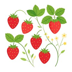 Strawberries and leaves illustration