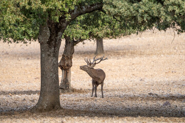 Naklejka premium Red deer (Cervus elaphus) photographed in Spain