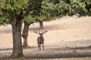 Red deer (Cervus elaphus) photographed in Spain