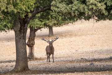 Red deer (Cervus elaphus) photographed in Spain
