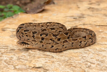 A beautiful rhombic night adder (Causus rhombeatus), also called a common night adder. Close-up in the wild– African venomous snake