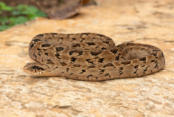 A beautiful rhombic night adder (Causus rhombeatus), also called a common night adder. Close-up in the wild– African venomous snake
