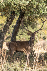 Red deer (Cervus elaphus) photographed in Spain
