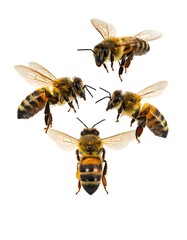 Three bees in flight, centered