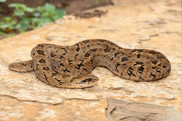 A beautiful rhombic night adder (Causus rhombeatus), also called a common night adder. Close-up in the wild– African venomous snake
