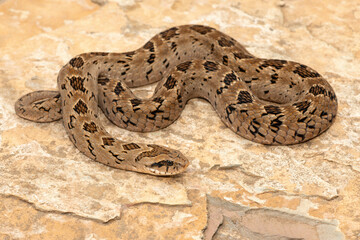 A beautiful rhombic night adder (Causus rhombeatus), also called a common night adder. Close-up in the wild– African venomous snake