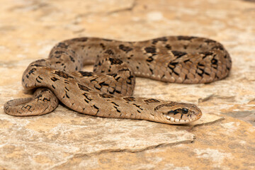 A beautiful rhombic night adder (Causus rhombeatus), also called a common night adder. Close-up in the wild– African venomous snake