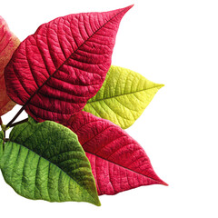 Obraz premium A vibrant cluster of red yellow and green textured leaves emerges from the corner against a stark black background