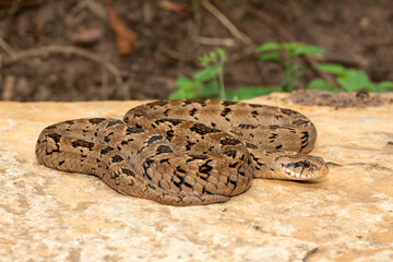 A beautiful rhombic night adder (Causus rhombeatus), also called a common night adder. Close-up in the wild– African venomous snake