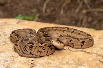 A beautiful rhombic night adder (Causus rhombeatus), also called a common night adder. Close-up in the wild– African venomous snake