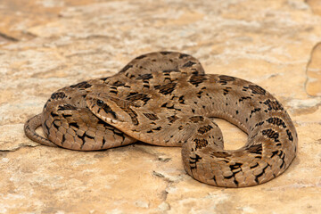 A beautiful rhombic night adder (Causus rhombeatus), also called a common night adder. Close-up in the wild– African venomous snake