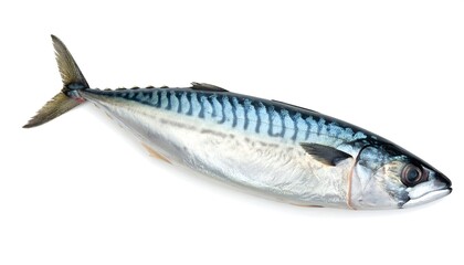 Whole mackerel fish
