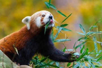 Red panda (Ailurus fulgens) eating bamboo leaves in autumn light in ZOO Lesna Zlin in Czech republic. Funny animal photo with visible tongue.