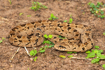 A beautiful rhombic night adder (Causus rhombeatus), also called a common night adder. Close-up in the wild– African venomous snake
