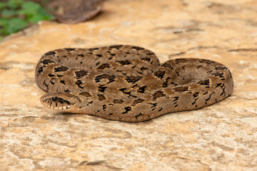 A beautiful rhombic night adder (Causus rhombeatus), also called a common night adder. Close-up in...