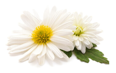 Obraz premium White chrysanthemum flowers with yellow centers and green leaves isolated on white