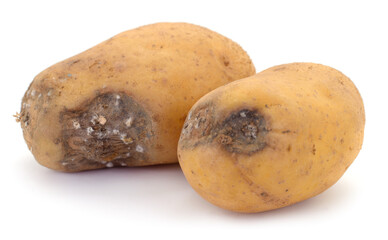 Rotten potatoes with mold and dark spots isolated on white