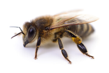 Honey bee close-up isolated on white