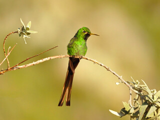 Green hummingbird perched