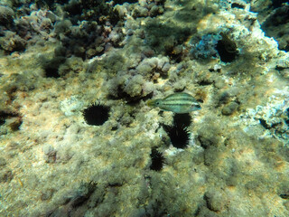 Sunlight shining  the surface and under the blue ocean, sea wave, with clean waters in summer time, Ocean blue underwater with sunrays, underwater blue ocean, sandy sea bottom underwater background.